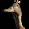 Szymon B's avatar