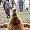 Penguin K's avatar