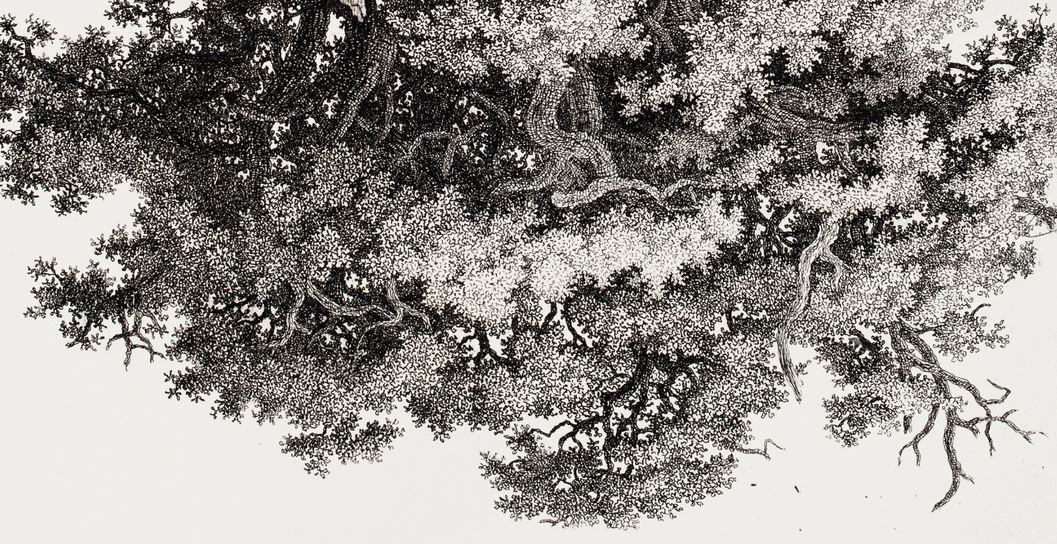 Rooted in Crisis cover image
